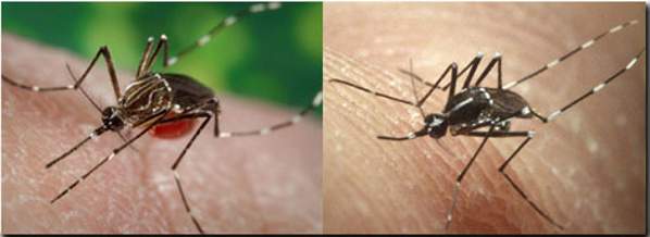 Aedes aegypti and Aedes albopictus