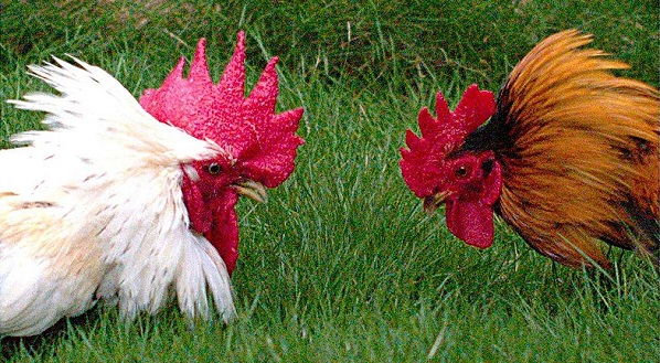Rooster showdown. ( JohnstonDJ, Wikimedi PHOTO)
