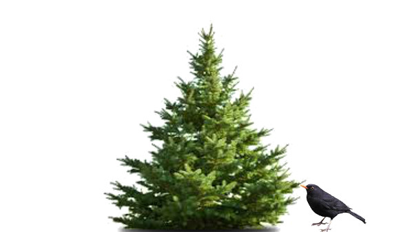 xmas tree blackbird